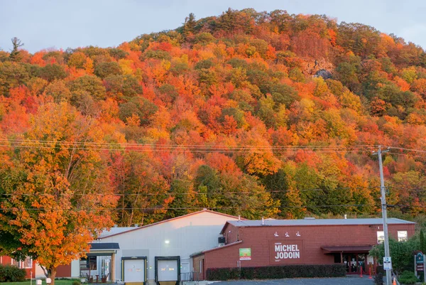 가을에 형형색색 의나무들로 뒤덮인 언덕의 — 스톡 사진