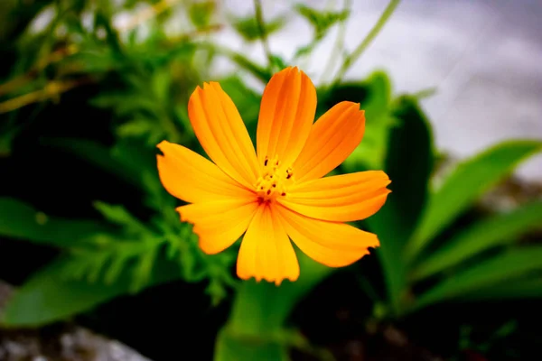 Zbliżenie Ujęcie Pomarańczowego Kosmosu Kaudatus Kwiat Ogrodzie — Zdjęcie stockowe