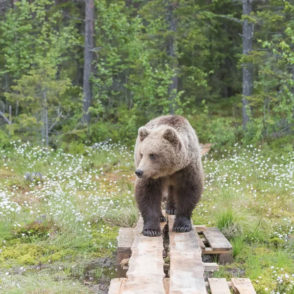 Tiro Perto Urso Marrom Andando Pato Floresta Finlandesa Perto Rússia — Fotografia de Stock