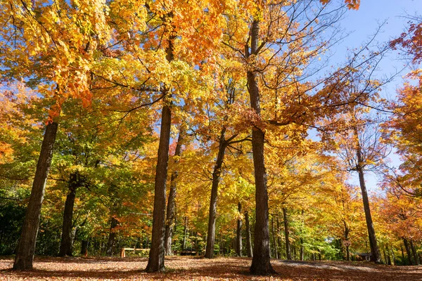 Una Vista Panorámica Los Árboles Cubiertos Hojas Colores Bosque Durante —  Fotos de Stock