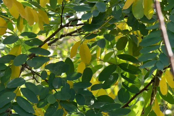 Een Boom Met Groene Gele Herfstbladeren — Stockfoto