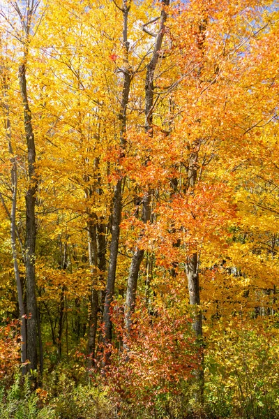 Plano Vertical Árboles Cubiertos Hojas Colores Bosque Durante Otoño —  Fotos de Stock