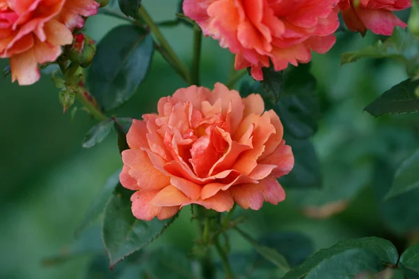 Primer Plano Hermosas Rosas Jardín Sobre Arbusto —  Fotos de Stock