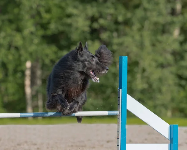 Eine Nahaufnahme Eines Belgischen Schäferhundes Groenendael Springt Über Eine Beweglichkeitshürde — Stockfoto