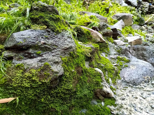 Primo Piano Rocce Ricoperte Muschio Verde Sotto Sole — Foto Stock