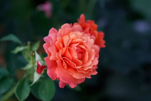 Zbliżenie Ujęcie Pięknych Ogrodowych Róż Krzewie — Zdjęcie stockowe
