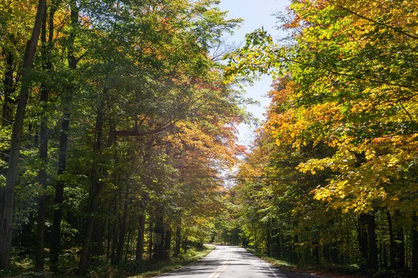 Una Vista Panorámica Los Árboles Cubiertos Hojas Colores Bosque Durante —  Fotos de Stock