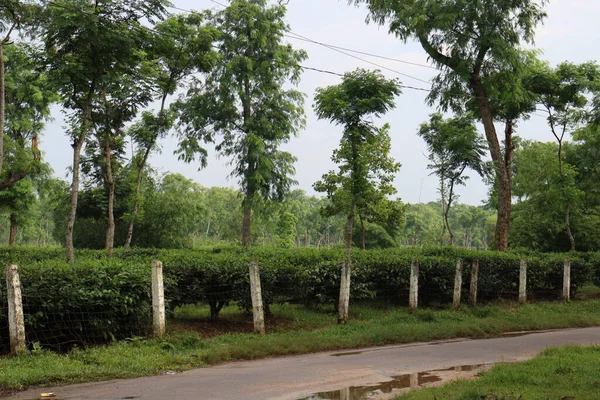 畑の緑茶園の真ん中の道 — ストック写真