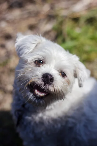 一个可爱的快乐的马耳他拉布拉多犬的垂直镜头 — 图库照片