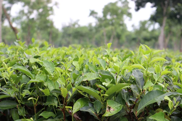 畑の緑の茶葉 — ストック写真