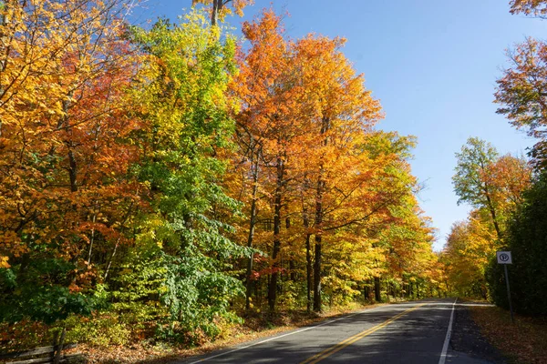 Una Vista Panorámica Los Árboles Cubiertos Hojas Colores Bosque Durante —  Fotos de Stock