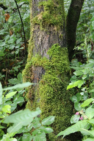 Closeup Shot Tree Trunk Covered Green Moss Forest — Stock Photo, Image