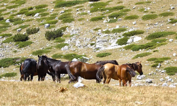 Dia Ensolarado Campo Com Grupo Cavalos Selvagens Uma Colina Gramada — Fotografia de Stock