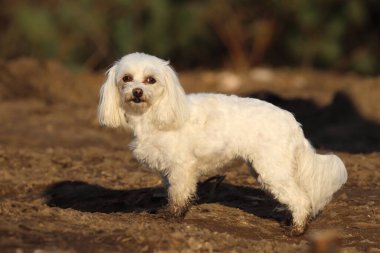 A cute white cavapoo dog standing outside during sunset clipart