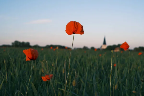 Een Uitzicht Prachtige Papavers Bloeien Het Veld — Stockfoto