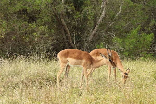 Dos Impalas Pastando Safari Cubierto Vegetación Luz Del Día —  Fotos de Stock