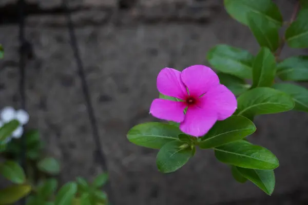 Close Catharanthus Roxo Jardim Com Fundo Embaçado — Fotografia de Stock