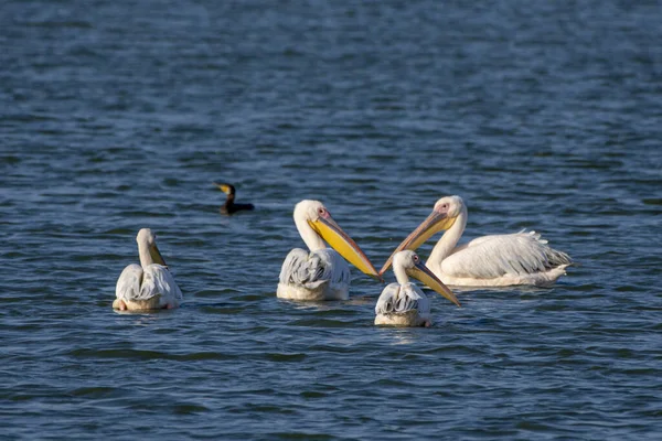 Eine Nahaufnahme Einer Gruppe Weißer Pelecaniformes Wasservögel Die See Schwimmen — Stockfoto