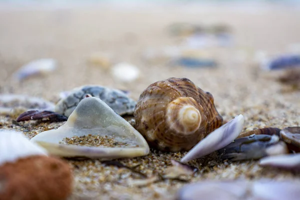 Closeup Shot Snail Shells Beach Blurred Background — Stock Photo, Image