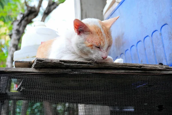 Primer Plano Adorable Gato Jengibre Doméstico Durmiendo Una Jaula Jardín — Foto de Stock