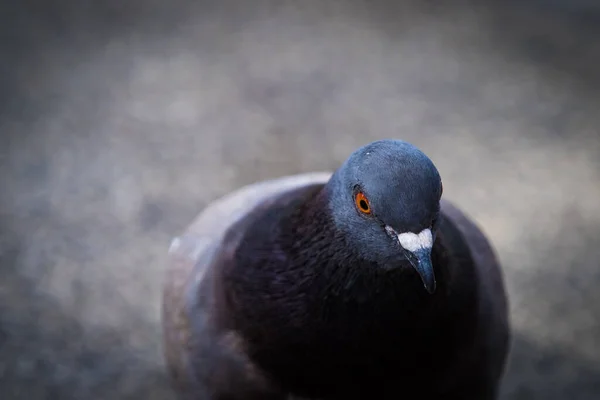 Een Closeup Shot Van Een Zwarte Duif Vogel Een Wazige — Stockfoto