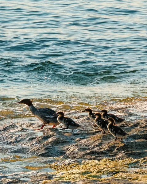 Tiro Vertical Patos Bonitos Praia — Fotografia de Stock