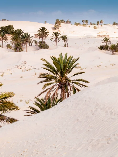 Vertical Shot Desert Palms Douz Tunisia — Stock Photo, Image