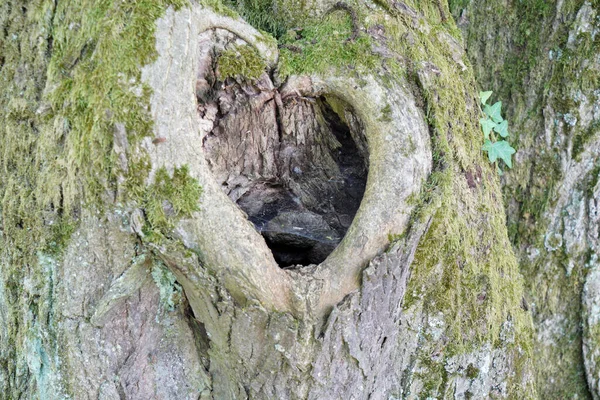 Verdurous Kalınlığında Bir Ağaç Gövdesindeki Büyük Yaşlı Bir Deliğin Yakın — Stok fotoğraf