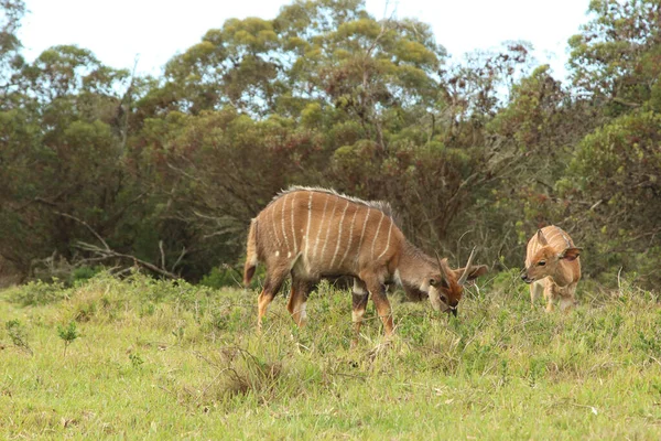 Two Nyala Grazing Safari Covered Greenery Daylight — Stock Photo, Image