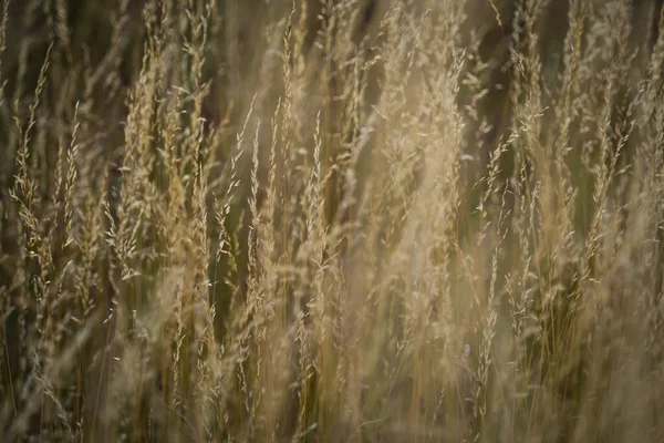 Primo Piano Spighe Grano Campo — Foto Stock