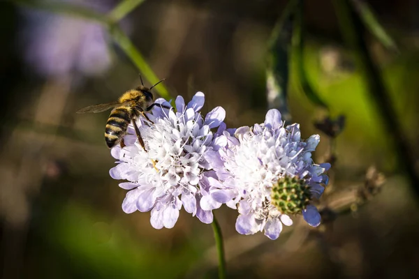 Una Macro Toma Una Abeja Una Flor Flor — Foto de Stock