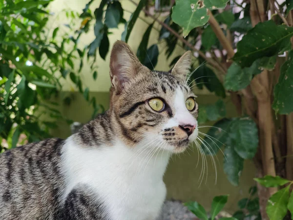 緑の目をした猫のクローズアップ — ストック写真