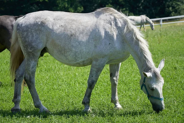 Een Wit Paard Staat Grazen Groene Weide — Stockfoto