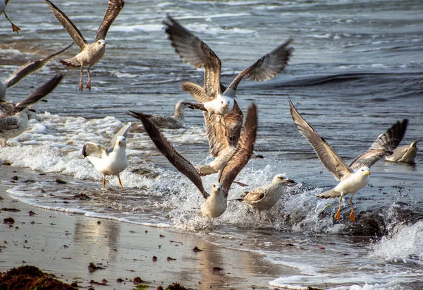 Una Vista Panorámica Las Gaviotas Volando Cerca Playa — Foto de Stock