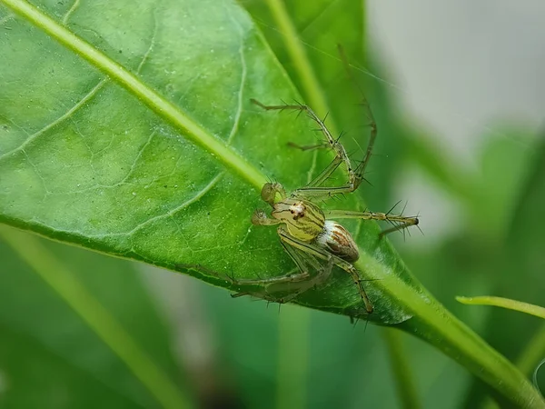 Closeup Shot Green Insect Huge Leaf — Stock Photo, Image