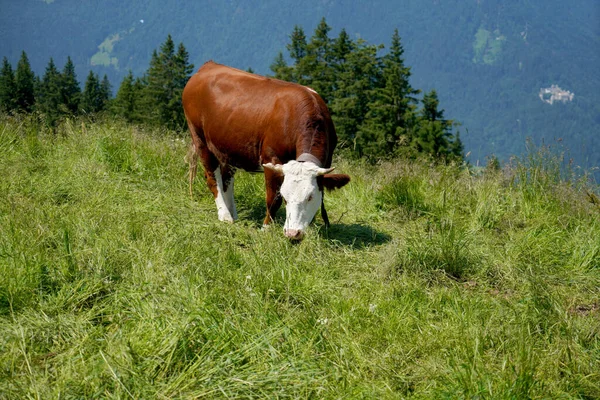 Een Shot Van Een Bruine Koe Met Witte Kop Weiden — Stockfoto