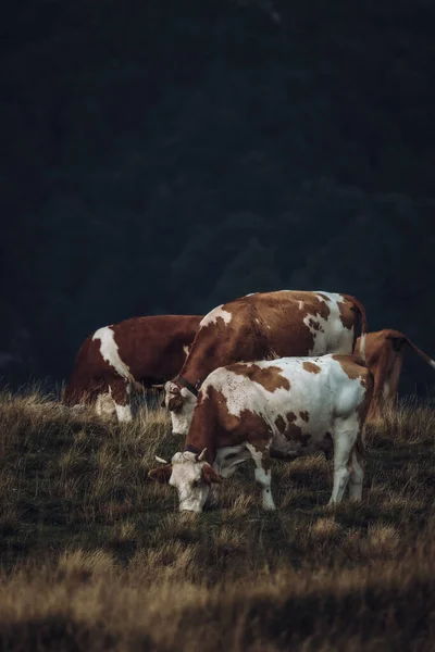 Вертикальный Снимок Коров Поле Пасмурный День — стоковое фото