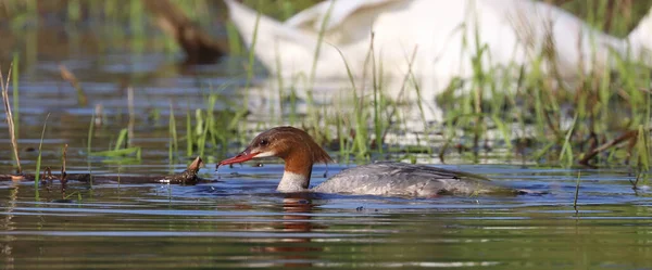 Uma Pesca Merganser Comum Lago Nos Pântanos Com Gotas Água — Fotografia de Stock