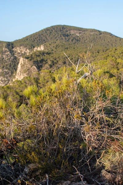 Colpo Verticale Arbusto Con Una Montagna Sullo Sfondo — Foto Stock