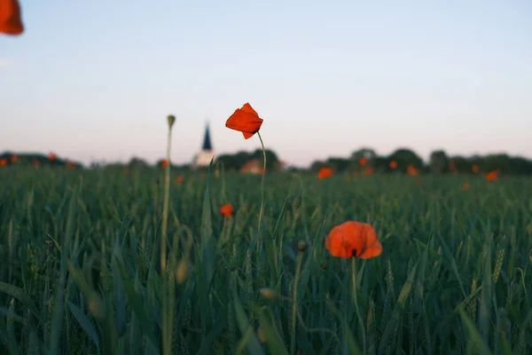 View Beautiful Poppies Blooming Field — Stock Photo, Image