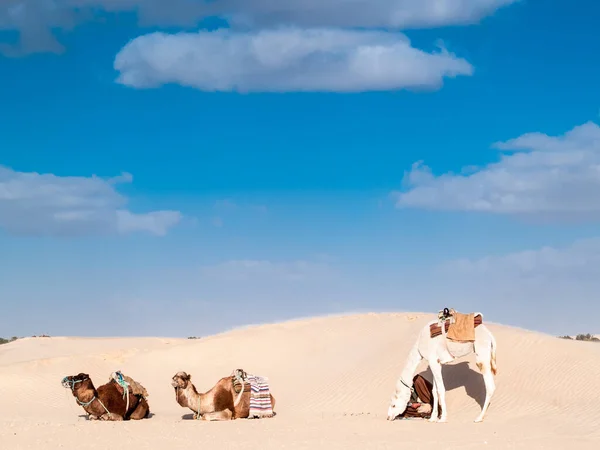 Três Camelos Deserto Douz Tunísia — Fotografia de Stock