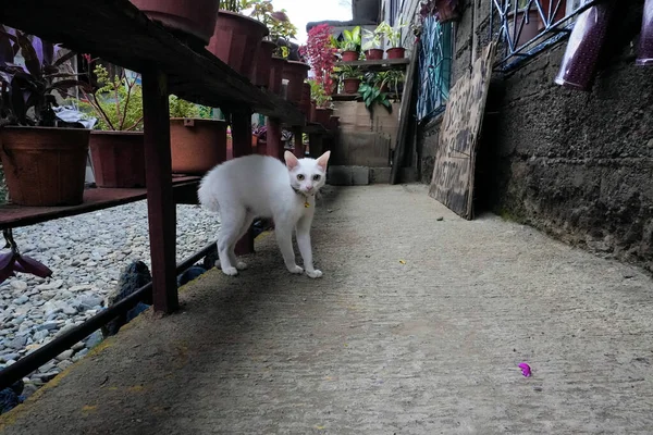 Primo Piano Adorabile Gatto Bianco Vicino Alle Piante Vaso Giardino — Foto Stock