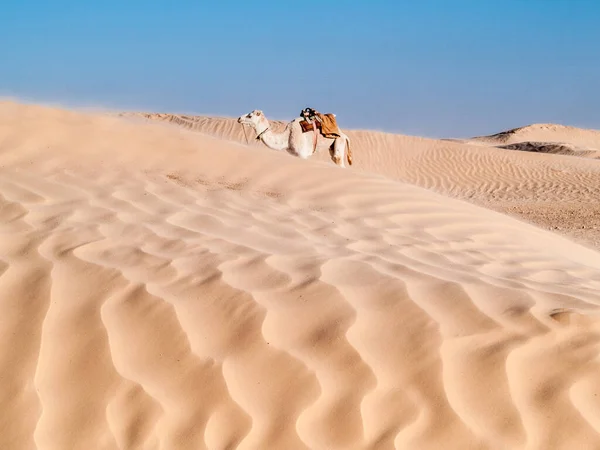 Camello Desierto Douz Túnez Perfecto Para Papel Pintado — Foto de Stock