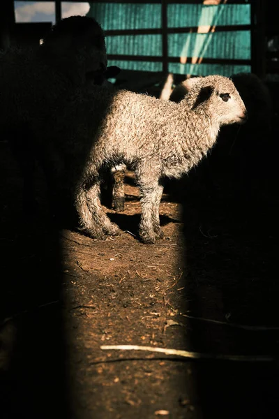 Вертикальний Знімок Вівці Стаді — стокове фото