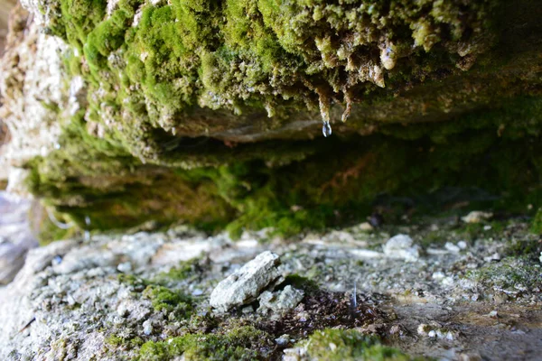 Närbild Sten Täckt Grön Mossa — Stockfoto