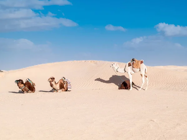 Tres Camellos Desierto Douz Túnez — Foto de Stock