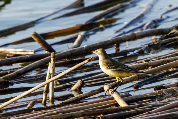Желтая Тряпка Сидящая Бревне Берега Озера — стоковое фото