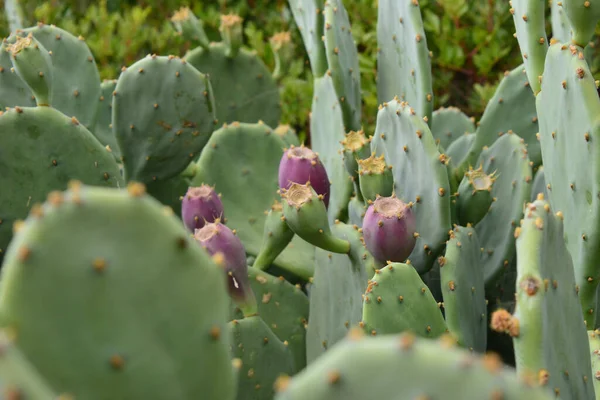 Una Vista Panorámica Cactus Pera Espinosa Sobre Fondo Borroso —  Fotos de Stock