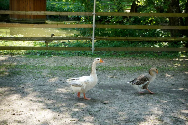 日中は陽射しの下で農場の畑でガチョウの群れ — ストック写真