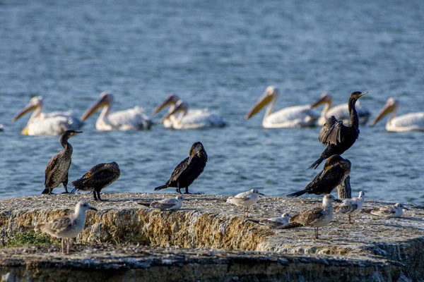 湖のそばの岩の上に黒い袋とカモメの群れ — ストック写真